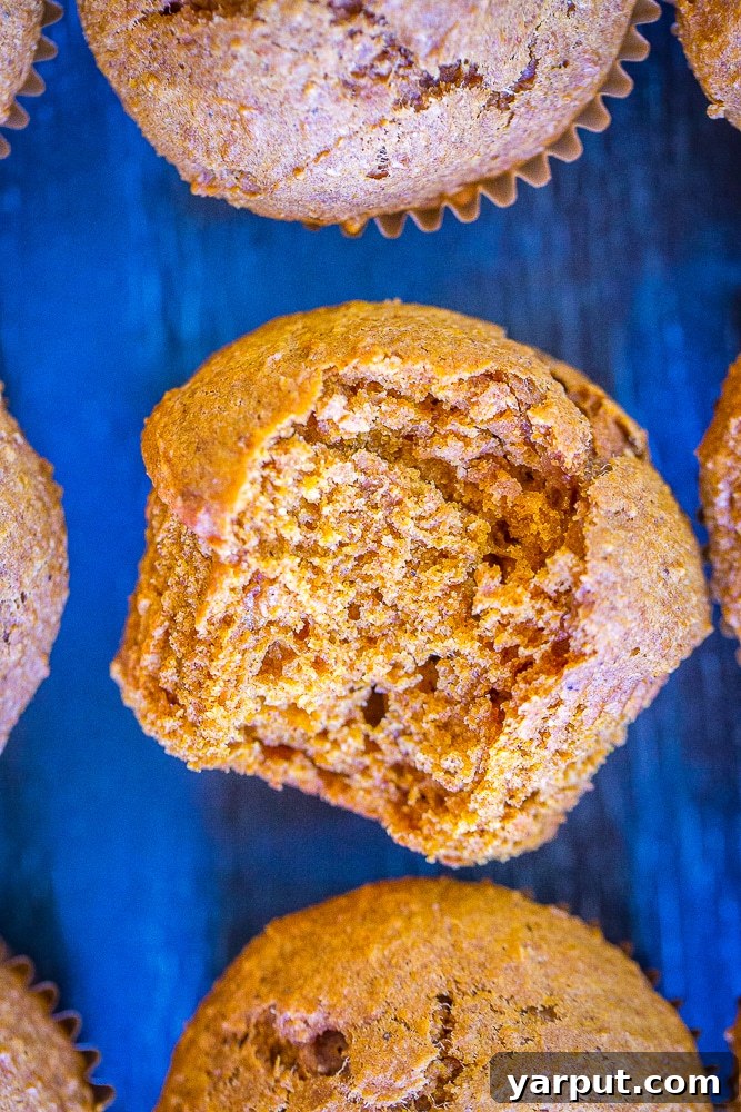 Wholesome Whole Wheat Pumpkin Muffins 5 Close up of Healthy Whole Wheat Pumpkin Muffins with a bite taken out of it, showcasing a moist interior.