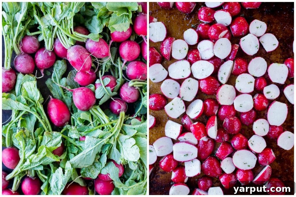 Oven-Roasted Radishes with Garlic and Fresh Herbs 3 Fresh, vibrant radishes straight from the garden alongside cleaned and halved radishes prepped on a sheet pan, ready for roasting.