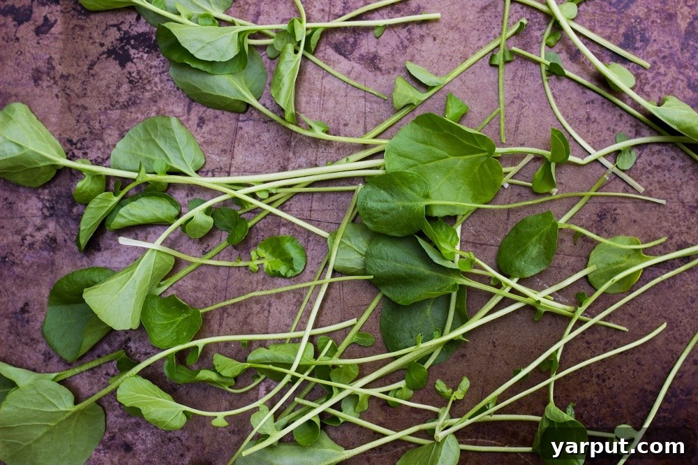 watercress pesto-5931