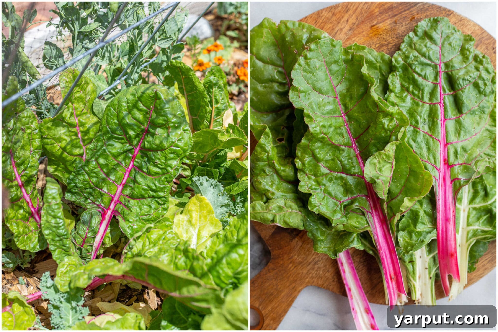 Effortless Swiss Chard Sauté 3 Fresh Swiss chard growing vibrantly in a garden, with a portion of harvested chard laid out on a wooden cutting board, ready for preparation.