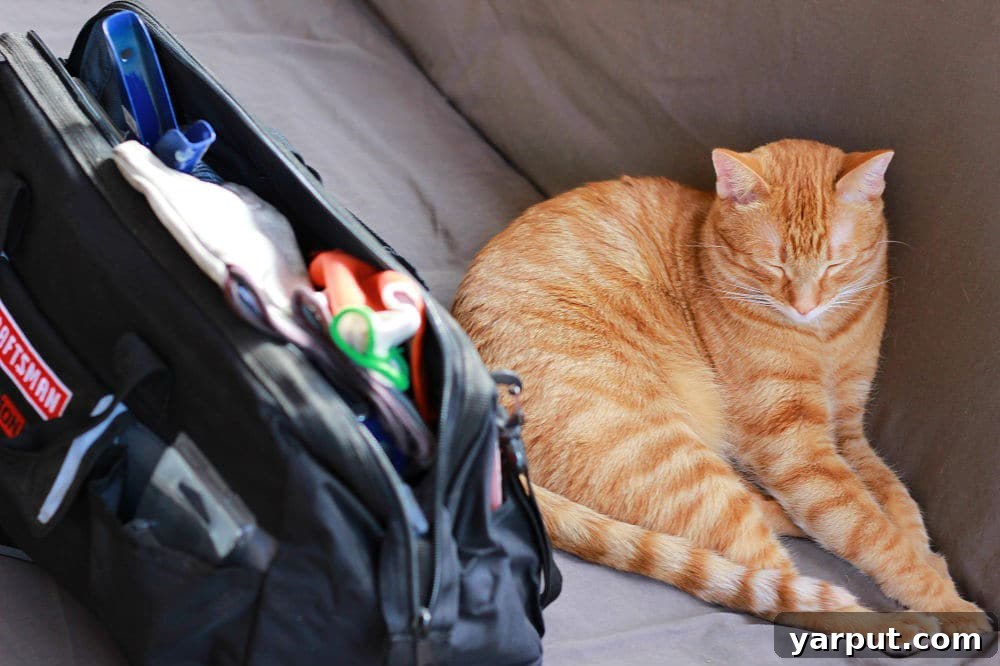 Homemade Gluten Free Vegan Roasted Red Pepper Enchilada Sauce 12 A cat named Cheeto comfortably napping behind a tool bag on a couch