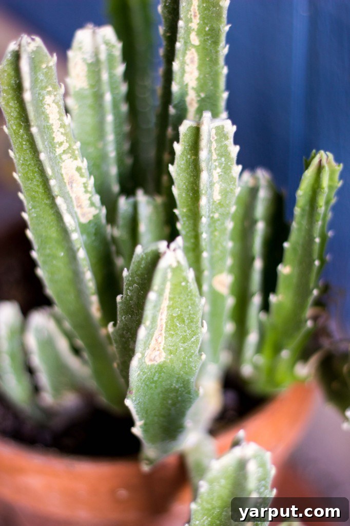 Zesty Southwestern Green Tomato Panzanella with Cilantro Lime 5 Close-up of Desert Cactus - Resilient Flora of Arizona