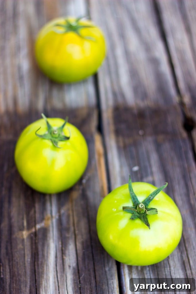 Zesty Southwestern Green Tomato Panzanella with Cilantro Lime 7 Fresh Green Tomatoes, Some Starting to Ripen - Perfect for Panzanella