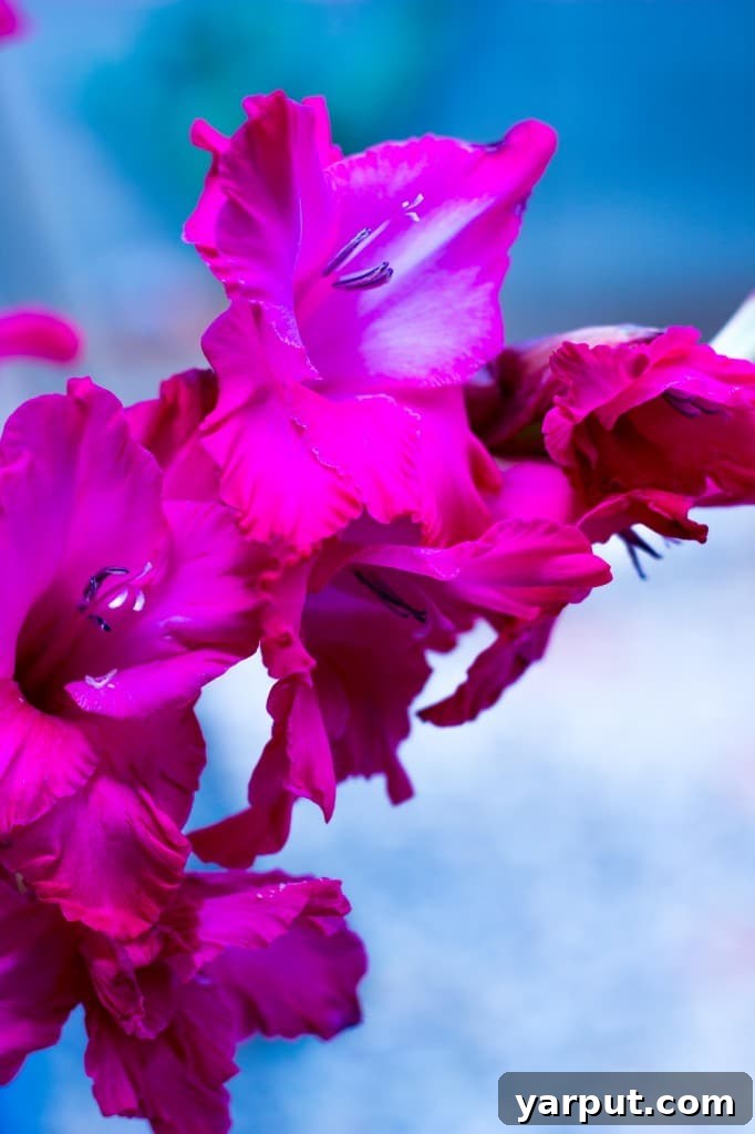 The Spirit of Festivity 2 Celebrating a Birthday with Beautiful Flowers from My Husband