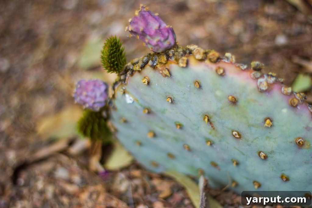 The Spirit of Festivity 8 Our Thriving Cactus and Beautiful Arizona Landscape