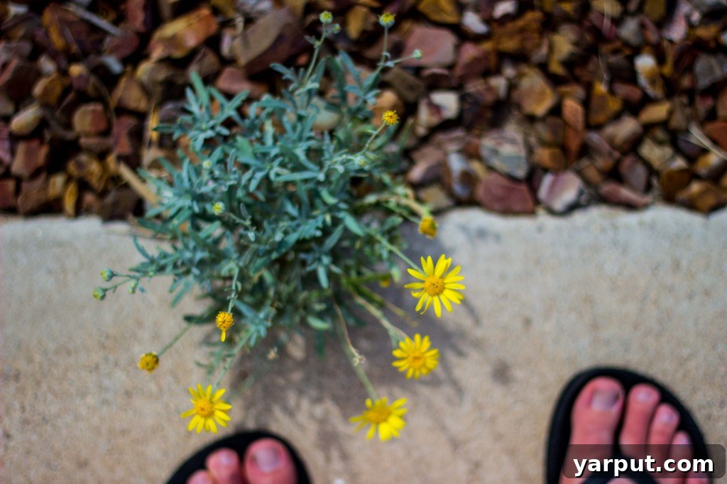 The Spirit of Festivity 9 Contemplating a Birthday Pedicure Amidst Outdoor Beauty