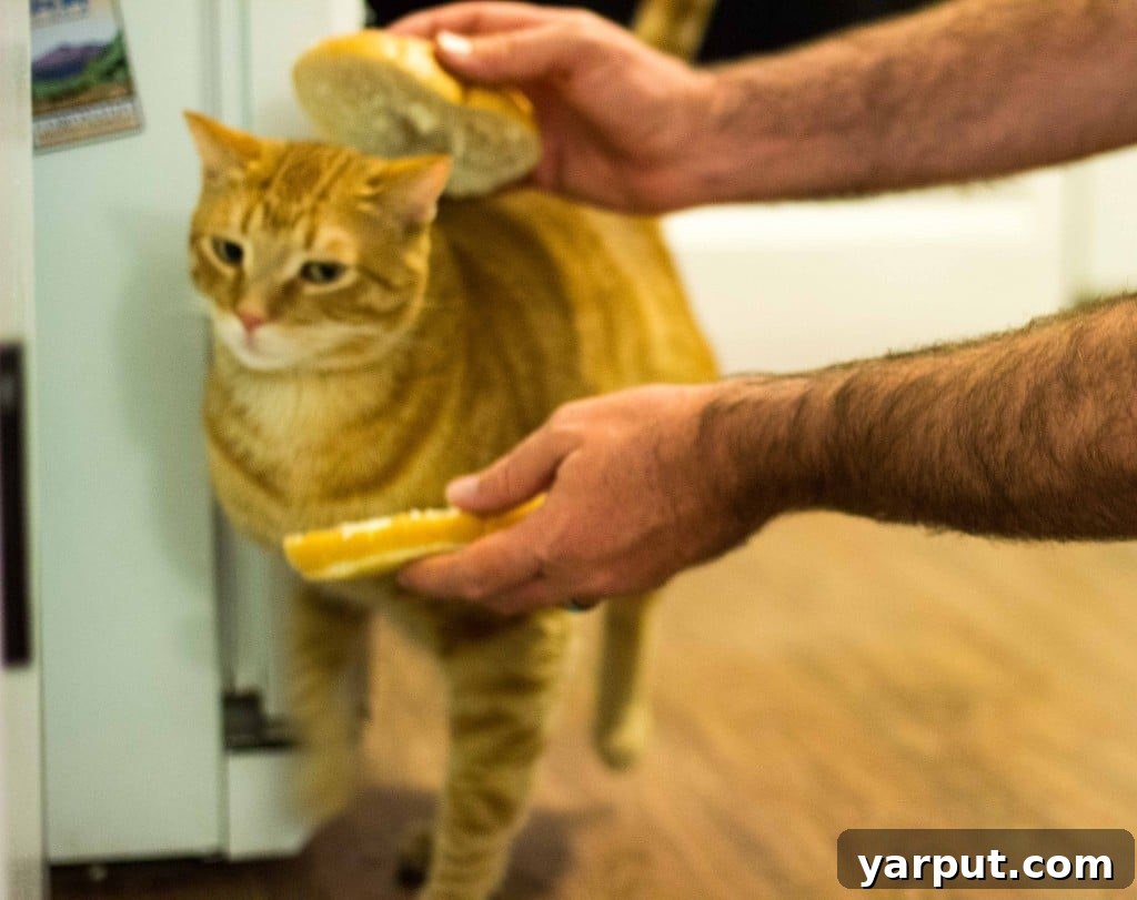 A cute cat, Cheeto, humorously posing with a hamburger bun, adding a lighthearted touch.