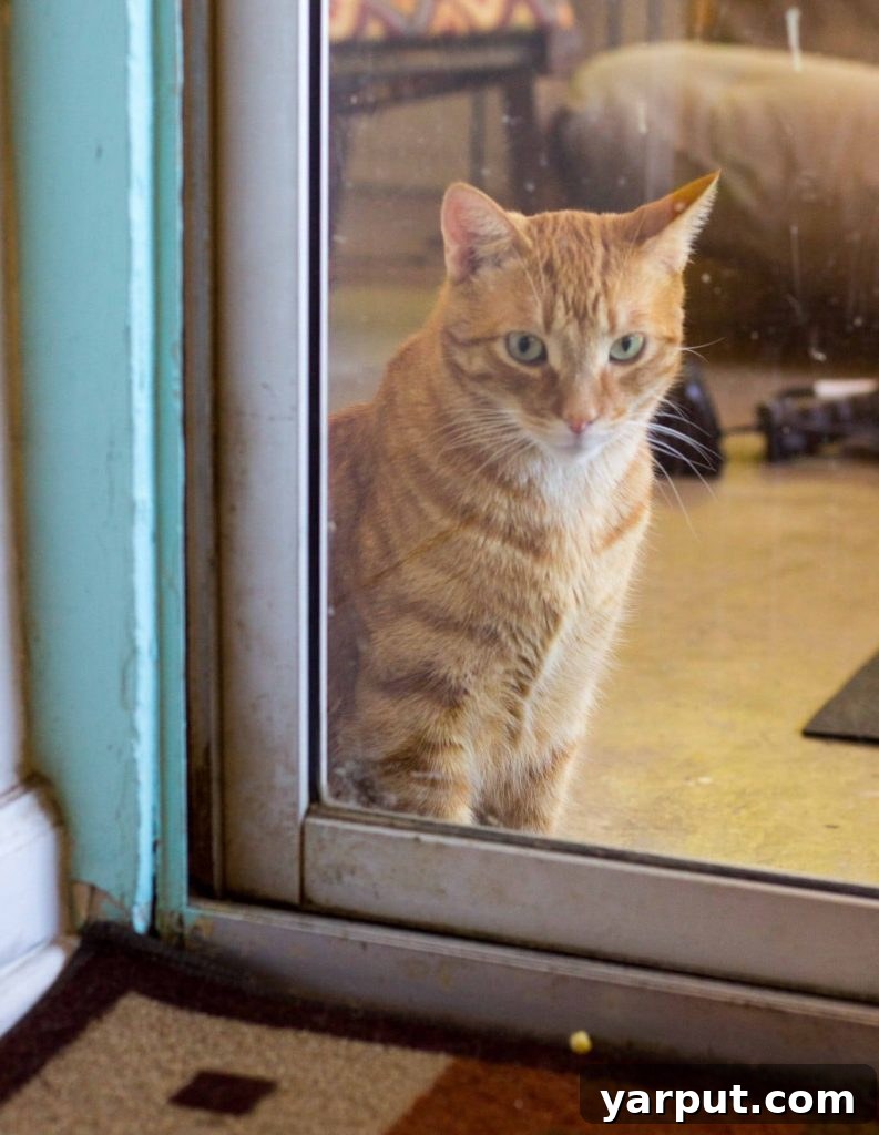 Cheeto, a cat, looking intently at a door with a screened-in porch