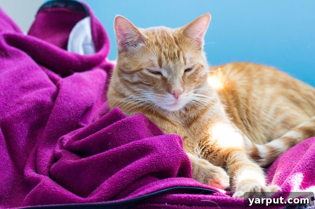 Cheeto enjoying his fleece blanket