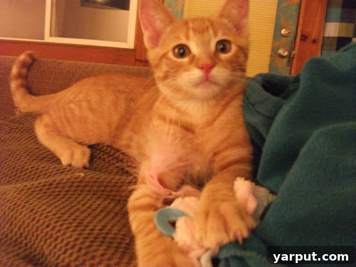 Our beloved cat, Cheeto, relaxing at home