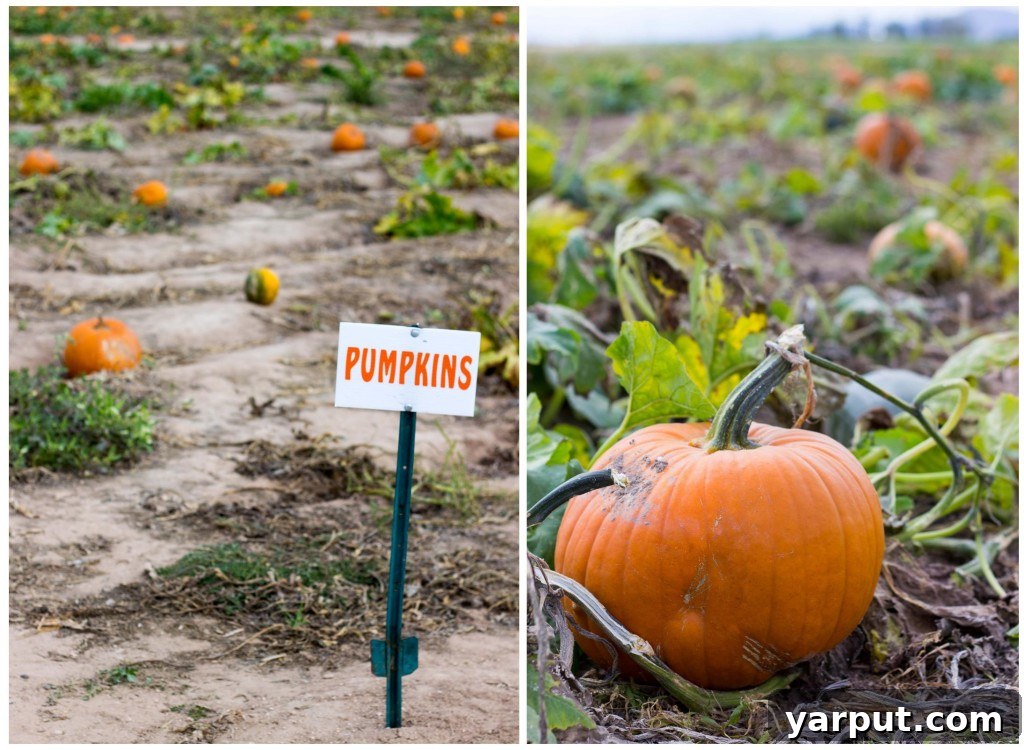 Fiesta Sweet Potato Boats 3 Family enjoying pumpkin patch in fall